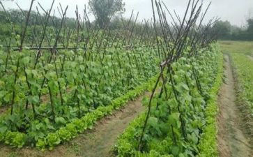 挖野菜教案5篇