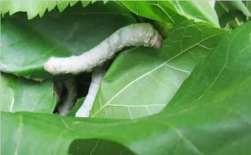 有关蚕的教案模板5篇