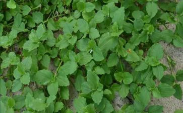 幸福草读后感模板6篇