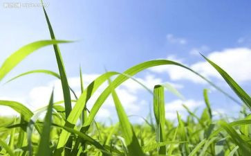 野草读后感5篇