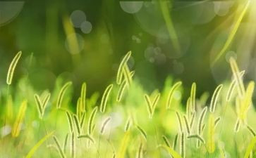 我爱草的作文参考6篇