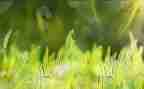 草房子的读后感作文500字7篇