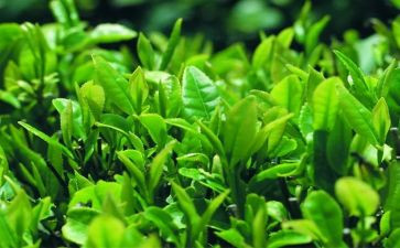茶的心得体会1000字推荐8篇