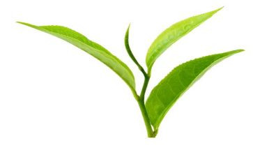 采茶戏教案6篇