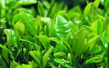 茶艺的心得体会精选7篇