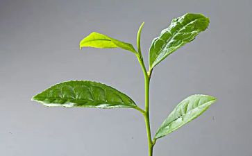 茶的心得体会7篇