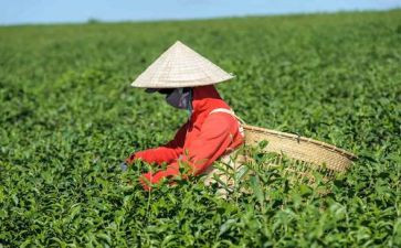 读茶道的心得体会5篇