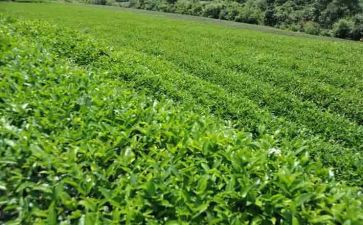 参加茶艺社心得体会7篇