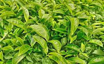 茶文化活动总结范文7篇