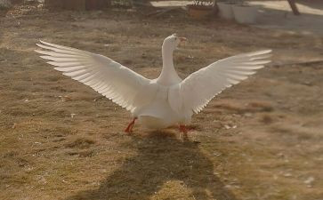 大班鹅和鸽的语言教案反思5篇