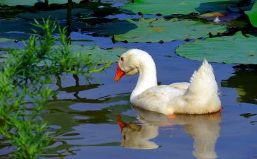 读了野天鹅的读后感优秀6篇