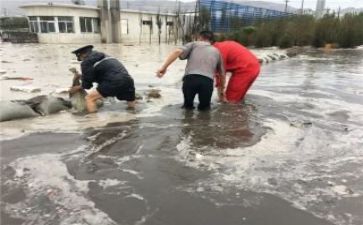 防汛心得体会范文优质5篇