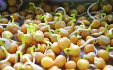 发芽教案6篇
