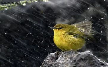 风雨吟心得体会7篇