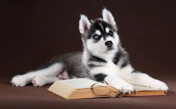 小狗的作文推荐7篇