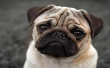 小狗的作文600字6篇