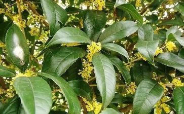 桂花魂作文最新5篇