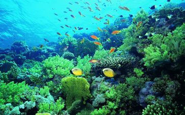 海底两万里的读后感600字8篇