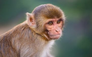 狗和猴大班语言教案最新8篇