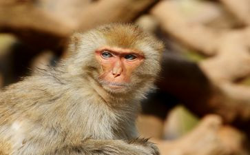 狗和猴大班语言教案8篇