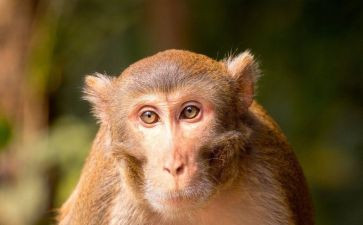 小猴子下山的教学反思优质5篇