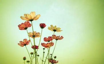 落花生愿读后感优秀5篇