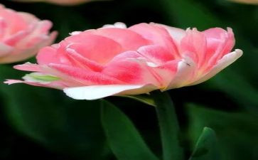 种盆花教案5篇