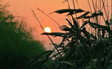 童年怀念的作文最新5篇