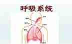 2024年呼吸内科护士述职报告7篇