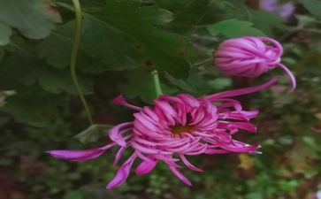与菊花为友作文模板6篇