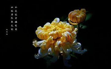 采菊花作文通用5篇