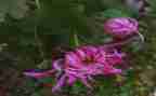 与菊花为友作文模板6篇
