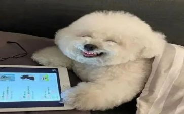 开心的爱作文精选7篇
