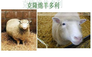 克隆技术的作文6篇