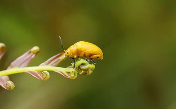 读《昆虫记》心得体会推荐7篇