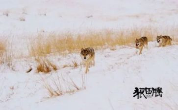 狼图腾心得体会6篇