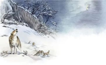 狼王梦的读后感推荐7篇