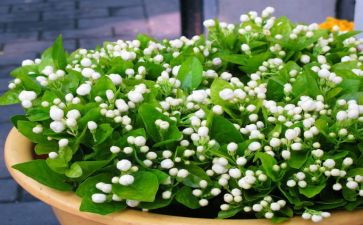 音乐课《茉莉花》教案6篇