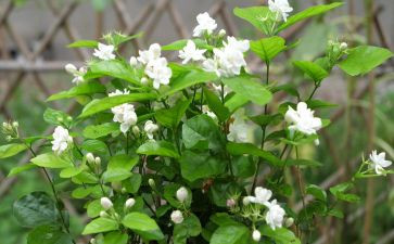 茉莉花音乐课教案8篇