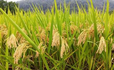 以节约粮食为主题演讲稿8篇