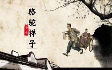 骆驼杨子读后感精选6篇