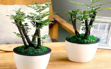 读绿野仙踪心得体会范文5篇