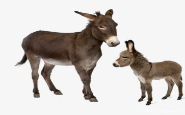 父子和驴的读后感7篇