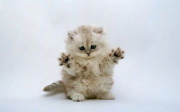 《猫》的心得体会7篇