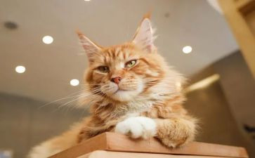 观看功夫熊猫心得体会8篇
