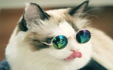《猫》听课心得体会优秀7篇