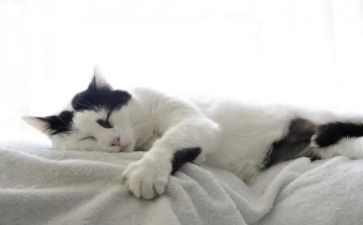 猫主题活动方案最新7篇