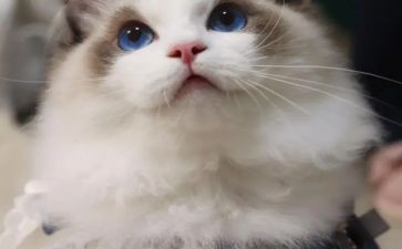 写我的心爱之物猫的作文通用8篇