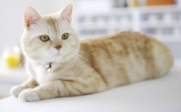 猫千的阅读心得体会范文通用8篇