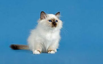 写我的心爱之物猫的作文7篇